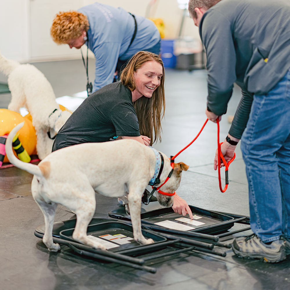Good Sniffs K9 Behavior Education l Indianapolis