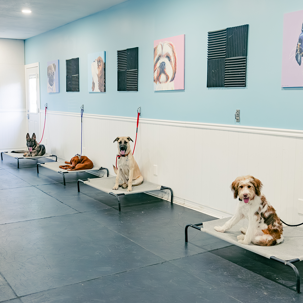 Good Sniffs K9 Behavior Education l Indianapolis