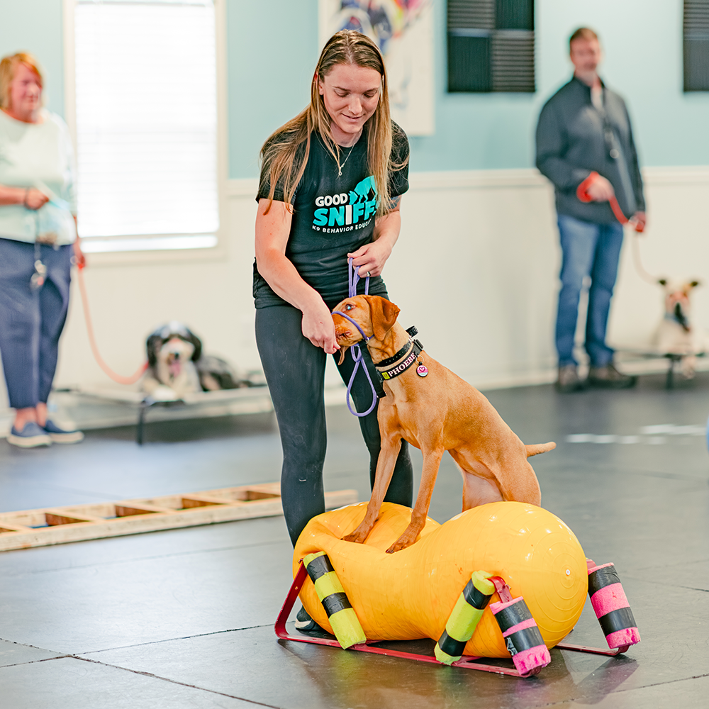Good Sniffs K9 Behavior Education l Indianapolis