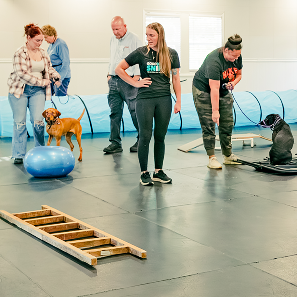 Good Sniffs K9 Behavior Education l Indianapolis