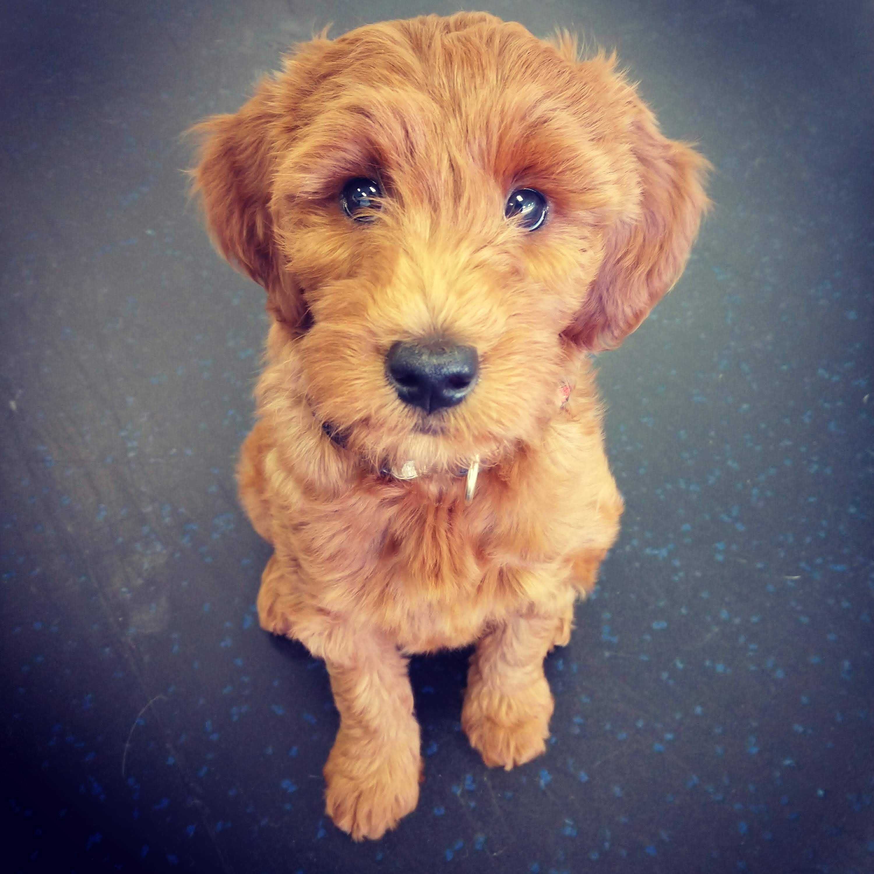 Good Sniffs K9 Behavior Education l Indianapolis