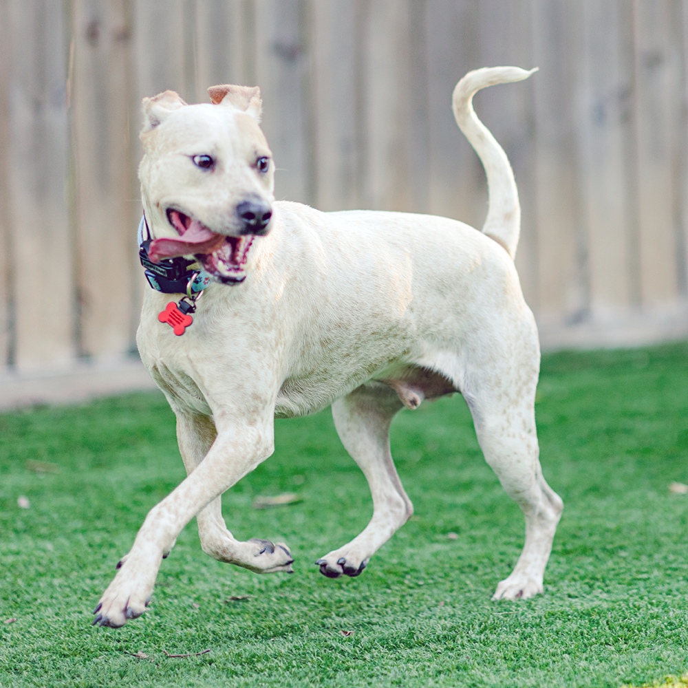 Good Sniffs K9 Behavior Education l Indianapolis