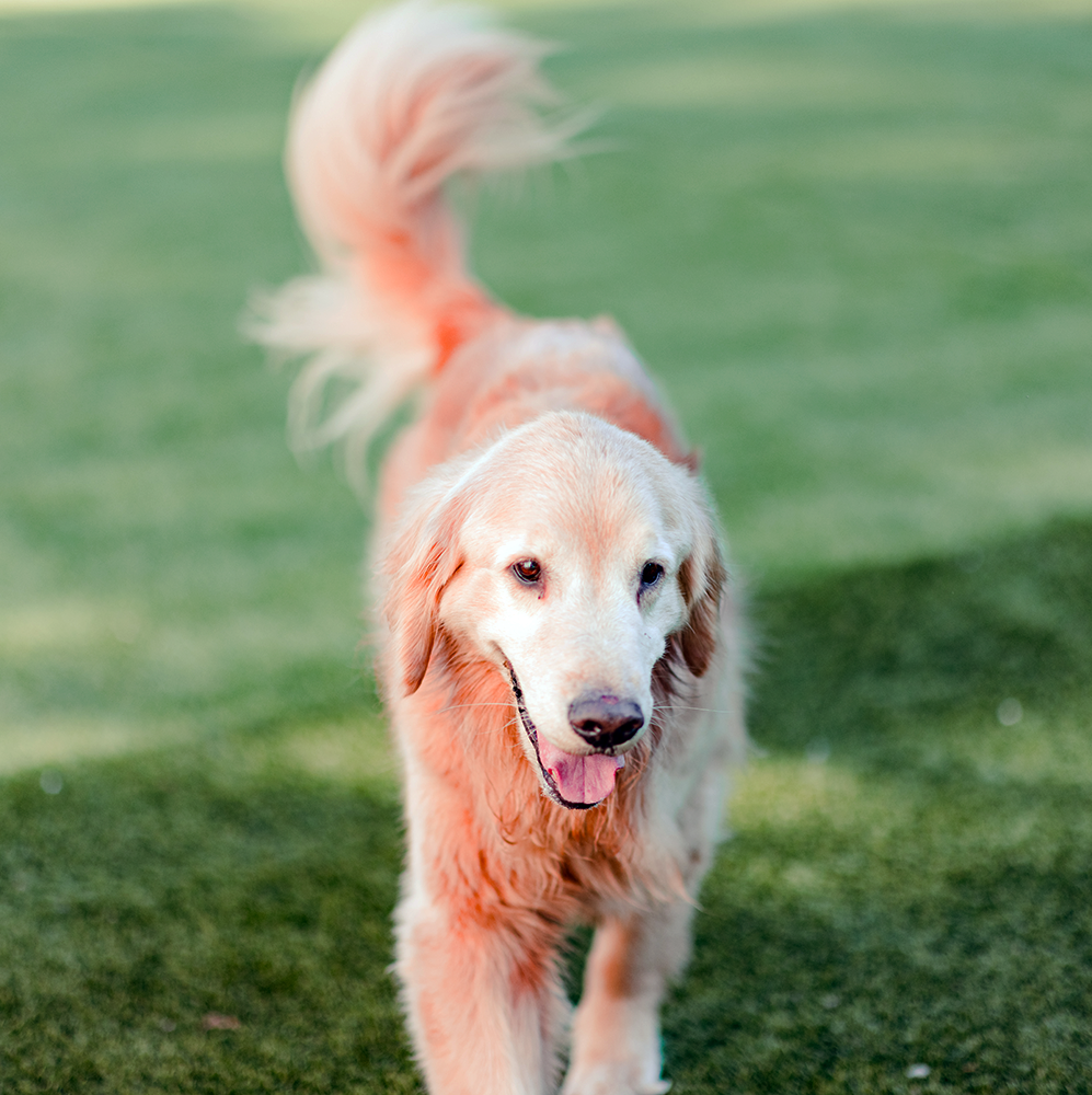 Good Sniffs K9 Behavior Education l Indianapolis