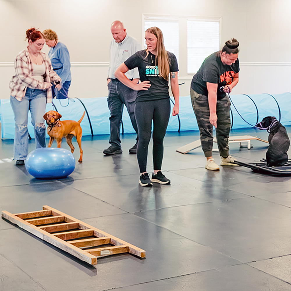 Good Sniffs K9 Behavior Education l Indianapolis