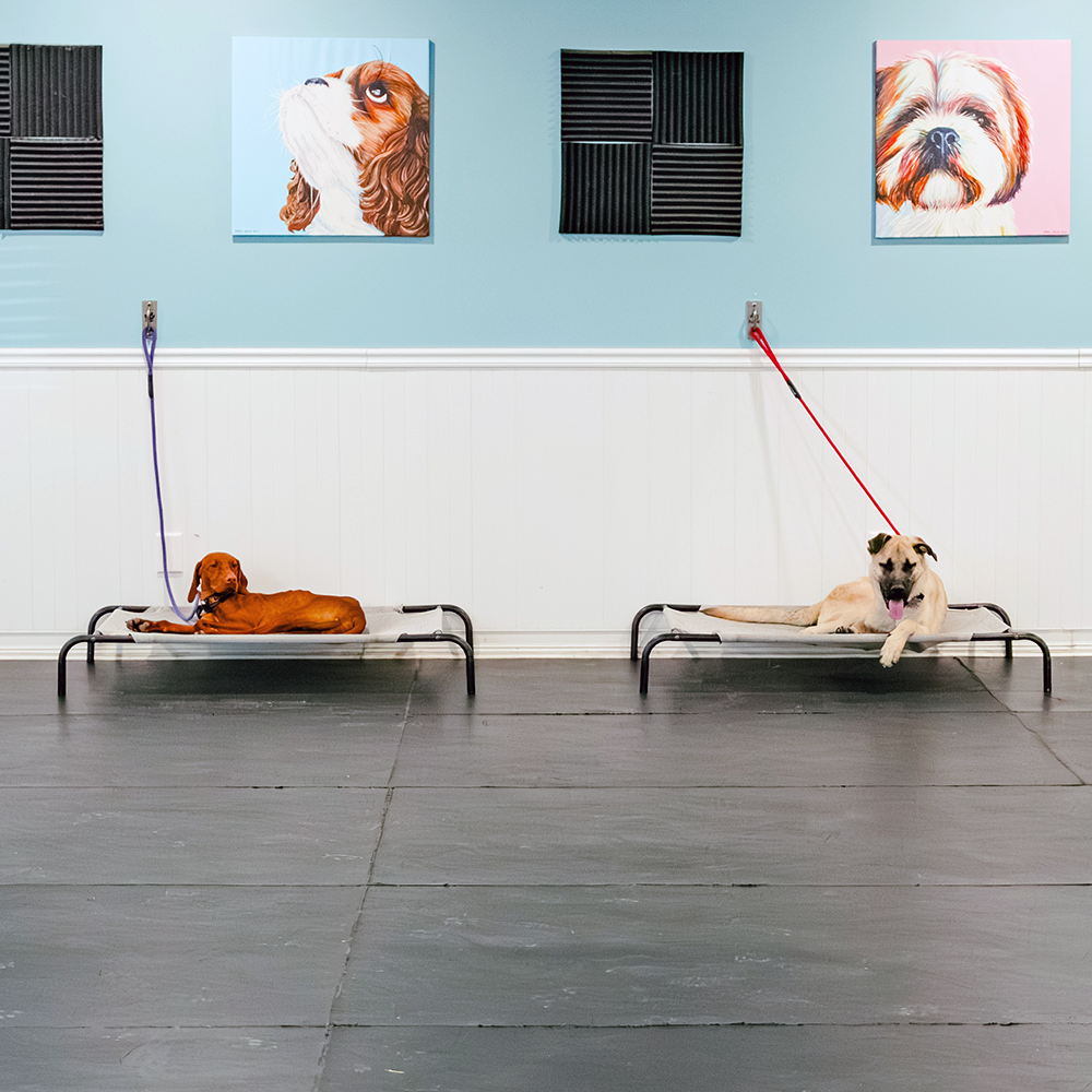 Good Sniffs K9 Behavior Education l Indianapolis