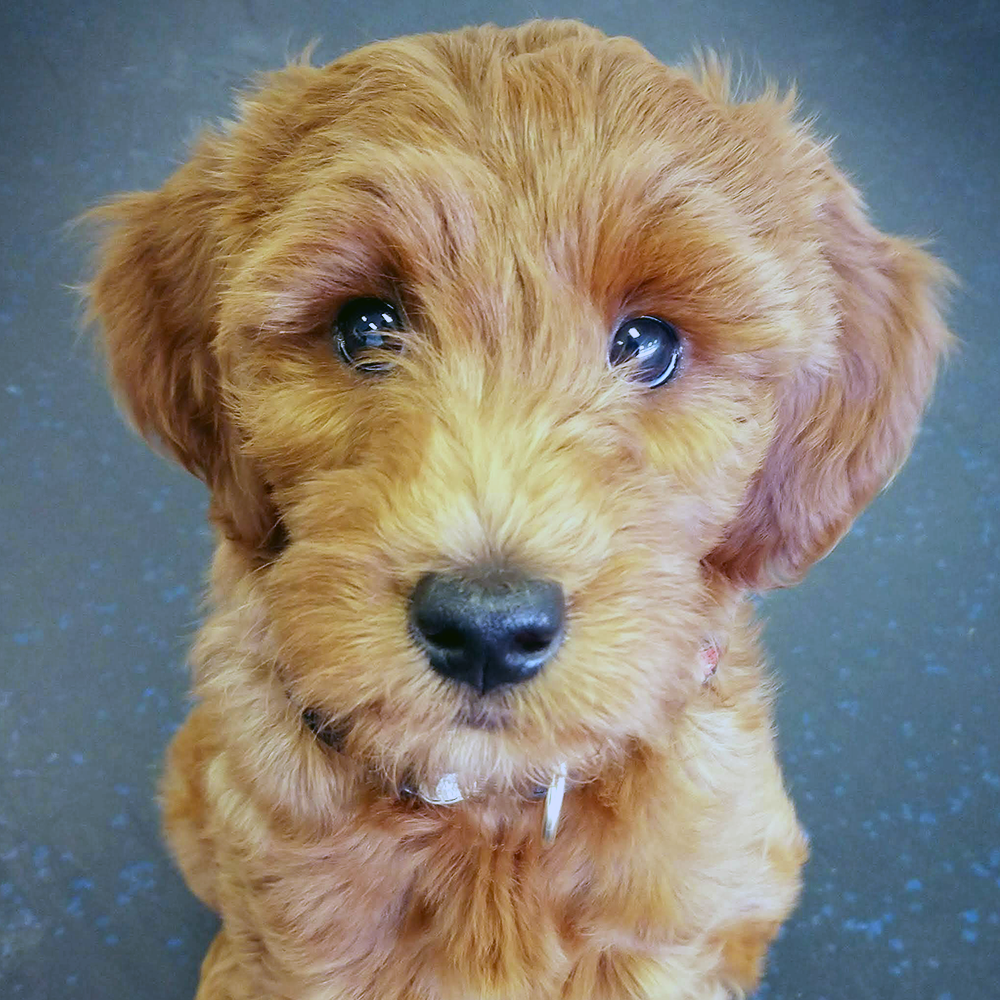 Testimonial l Good Sniffs K9 Behavior Education l Indianapolis