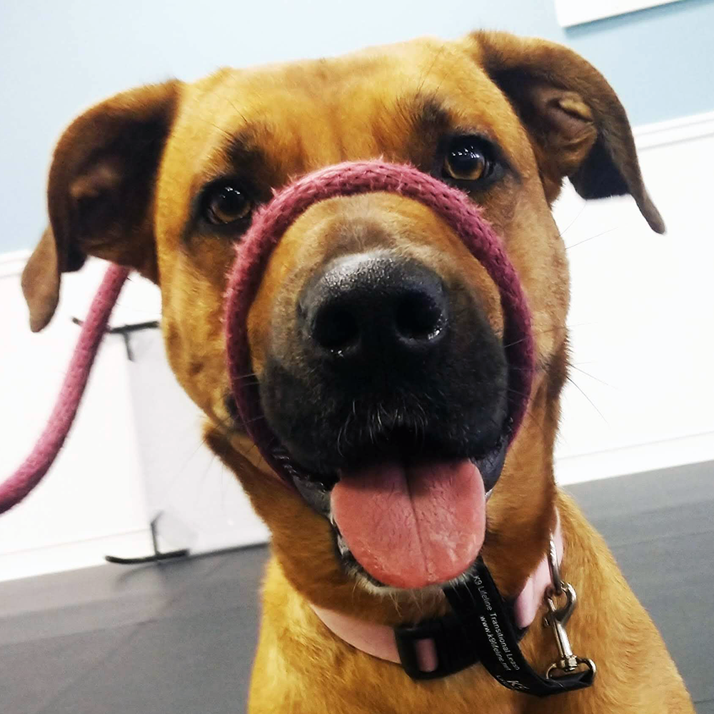 Testimonial l Good Sniffs K9 Behavior Education l Indianapolis