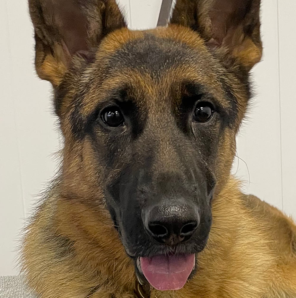 Testimonial l Good Sniffs K9 Behavior Education l Indianapolis