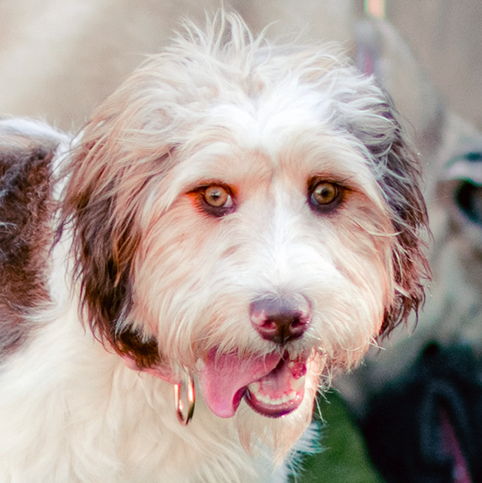 Testimonial l Good Sniffs K9 Behavior Education l Indianapolis