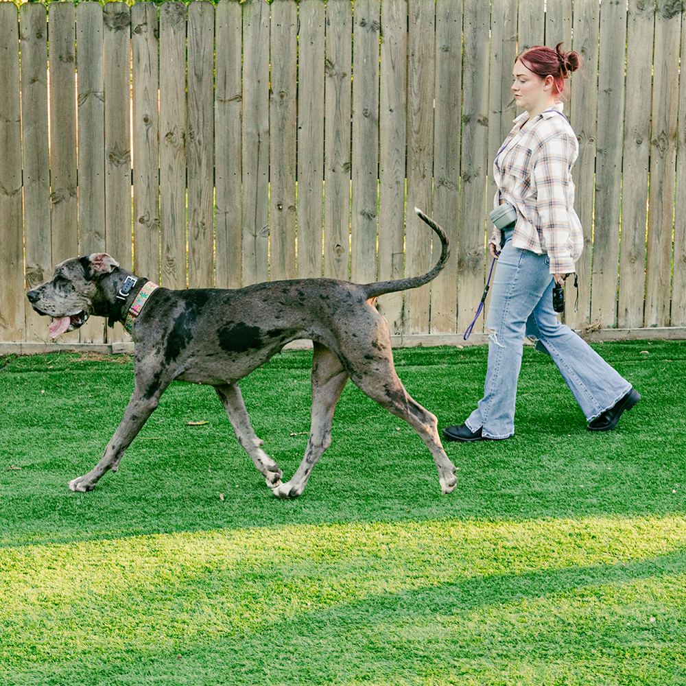 Good Sniffs K9 Behavior Education l Indianapolis