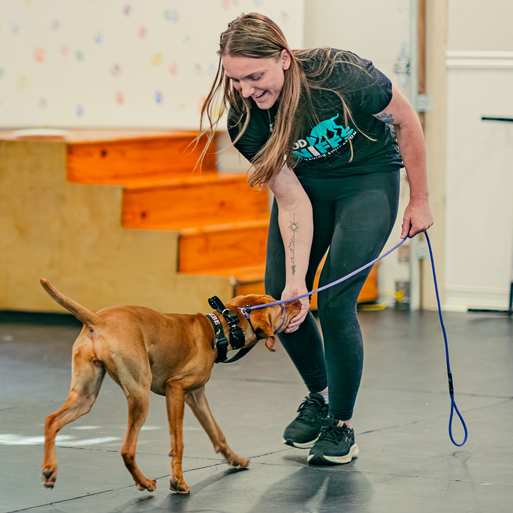 Good Sniffs K9 Behavior Education l Indianapolis