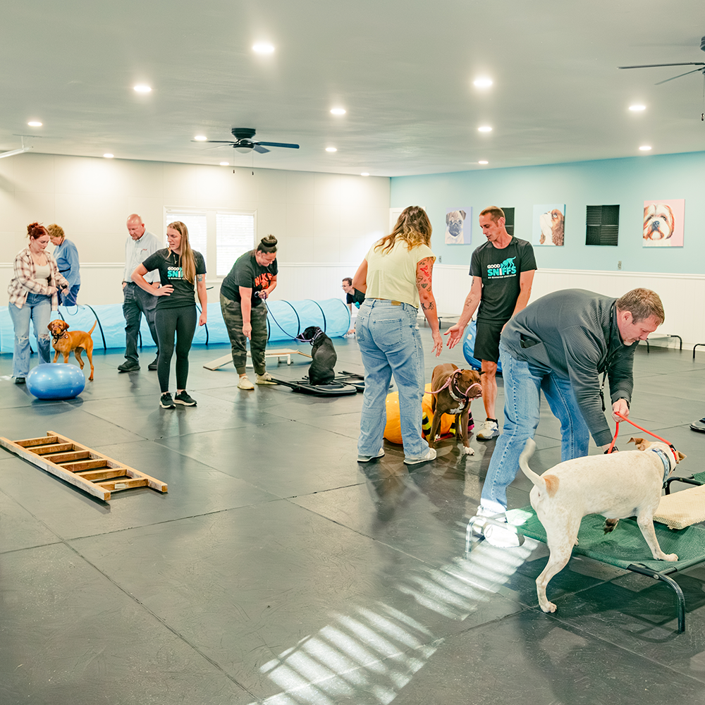 Good Sniffs K9 Behavior Education l Indianapolis